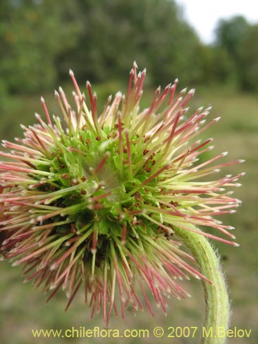 Bild von Acaena magellanica (). Klicken Sie, um den Ausschnitt zu vergrössern.