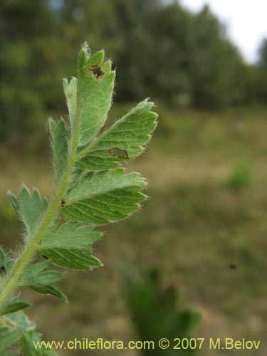 Bild von Acaena magellanica (). Klicken Sie, um den Ausschnitt zu vergrössern.