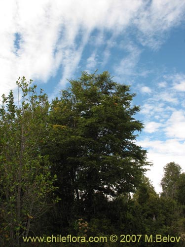 Image of Nothofagus nitida (Coige de Chilo). Click to enlarge parts of image.