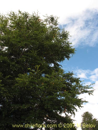 Imágen de Nothofagus nitida (Coigüe de Chiloé). Haga un clic para aumentar parte de imágen.