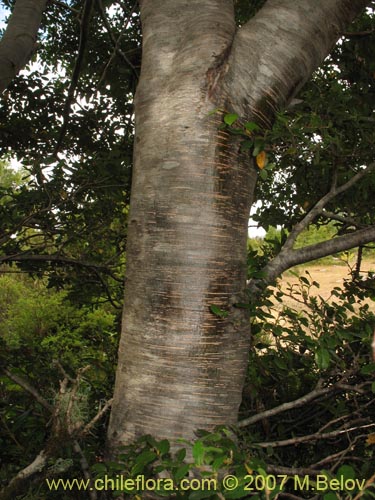 Bild von Nothofagus nitida (Coigüe de Chiloé). Klicken Sie, um den Ausschnitt zu vergrössern.