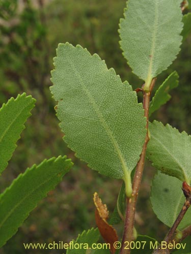 Nothofagus nitida的照片