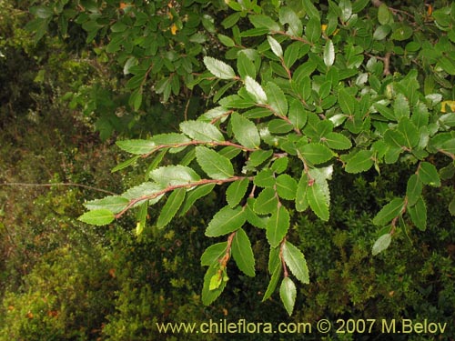 Image of Nothofagus nitida (Coige de Chilo). Click to enlarge parts of image.