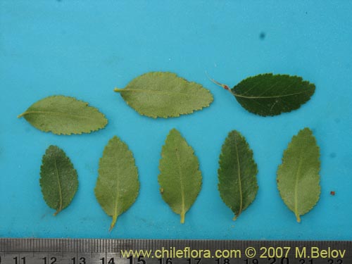 Image of Nothofagus nitida (Coige de Chilo). Click to enlarge parts of image.