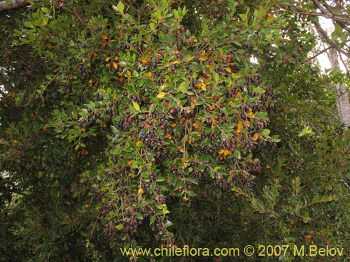 Image of Amomyrtus Luma (Luma / Cauchao / Reloncaví). Click to enlarge parts of image.