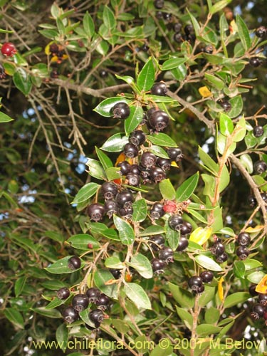 Imágen de Amomyrtus Luma (Luma / Cauchao / Reloncaví). Haga un clic para aumentar parte de imágen.