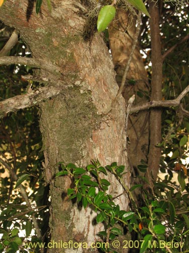 Imágen de Amomyrtus Luma (Luma / Cauchao / Reloncaví). Haga un clic para aumentar parte de imágen.