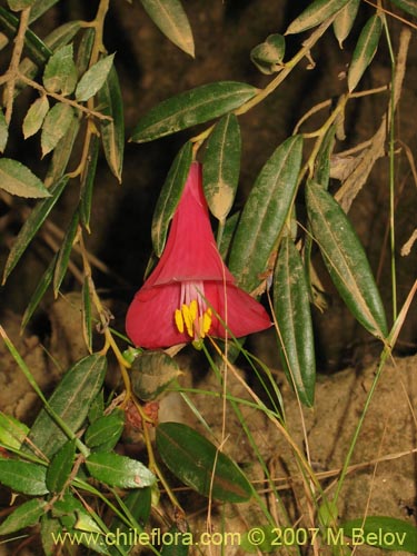 Imágen de Philesia magellanica (Coicopihue). Haga un clic para aumentar parte de imágen.