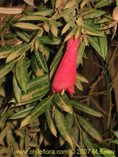 Imágen de Philesia magellanica (Coicopihue). Haga un clic para aumentar parte de imágen.