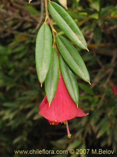 Image of Philesia magellanica (Coicopihue). Click to enlarge parts of image.