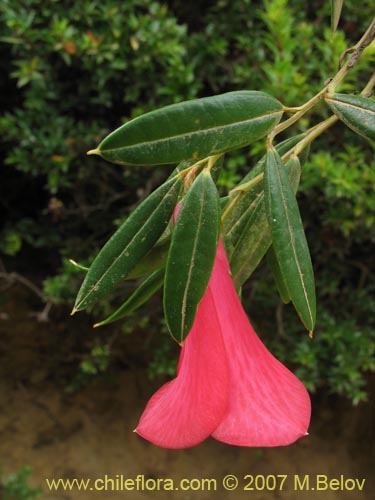 Imágen de Philesia magellanica (Coicopihue). Haga un clic para aumentar parte de imágen.