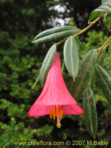 Imágen de Philesia magellanica (Coicopihue). Haga un clic para aumentar parte de imágen.