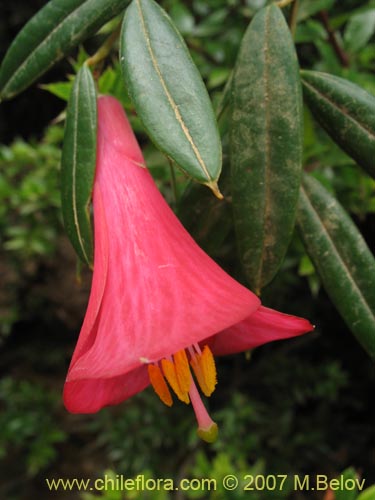 Image of Philesia magellanica (Coicopihue). Click to enlarge parts of image.