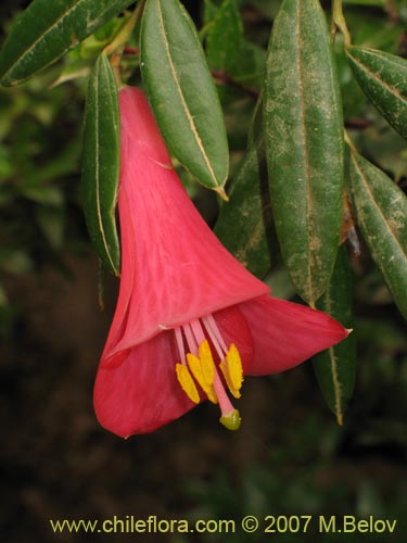 Imágen de Philesia magellanica (Coicopihue). Haga un clic para aumentar parte de imágen.