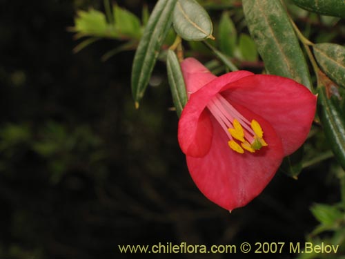 Imágen de Philesia magellanica (Coicopihue). Haga un clic para aumentar parte de imágen.