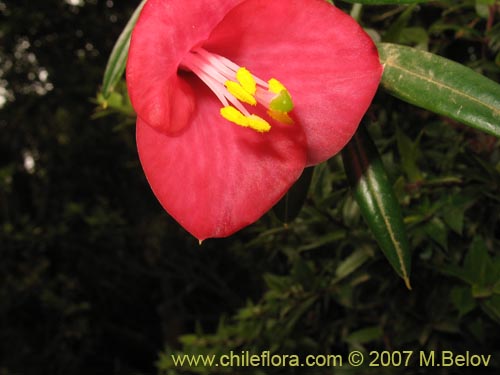 Imágen de Philesia magellanica (Coicopihue). Haga un clic para aumentar parte de imágen.