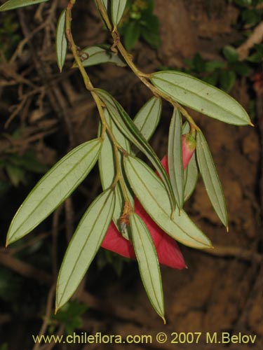 Imágen de Philesia magellanica (Coicopihue). Haga un clic para aumentar parte de imágen.