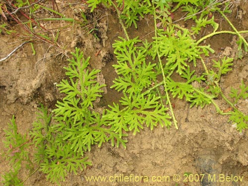 Imágen de Lycopodium paniculatum (Pimpinela). Haga un clic para aumentar parte de imágen.