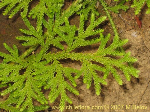 Imágen de Lycopodium paniculatum (Pimpinela). Haga un clic para aumentar parte de imágen.