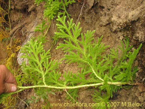 Lycopodium paniculatumの写真