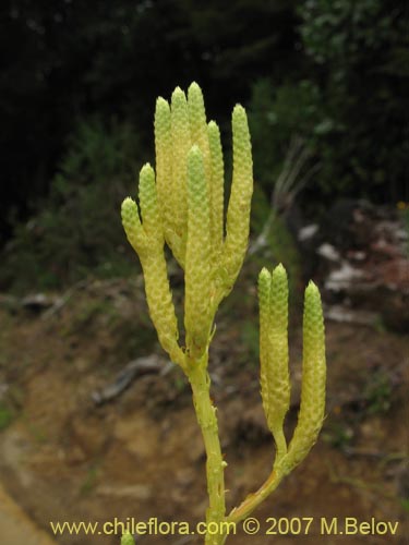 Imágen de Lycopodium paniculatum (Pimpinela). Haga un clic para aumentar parte de imágen.