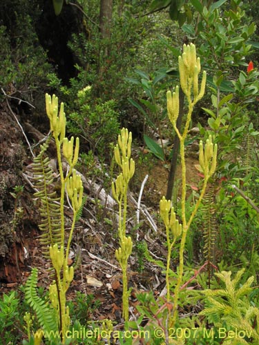 Фотография Lycopodium paniculatum (Pimpinela). Щелкните, чтобы увеличить вырез.