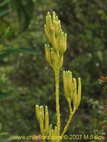 Фотография Lycopodium paniculatum (Pimpinela). Щелкните, чтобы увеличить вырез.