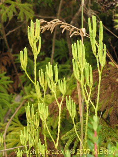 Image of Lycopodium paniculatum (Pimpinela). Click to enlarge parts of image.