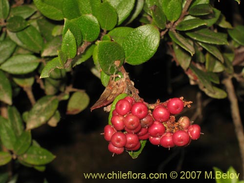 Фотография Gaultheria insana (Hued-hued). Щелкните, чтобы увеличить вырез.