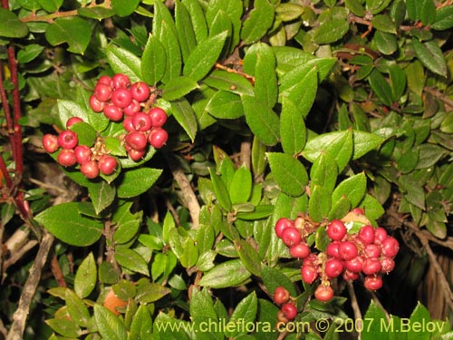 Image of Gaultheria insana (Hued-hued). Click to enlarge parts of image.