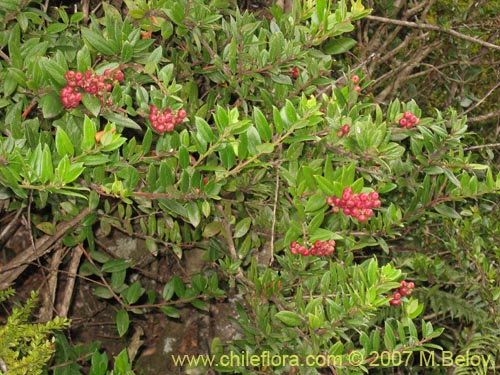 Image of Gaultheria insana (Hued-hued). Click to enlarge parts of image.