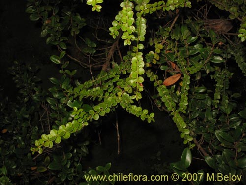 Фотография Не определенное растение sp. #1023 (). Щелкните, чтобы увеличить вырез.