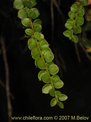 Image of Unidentified Plant sp. #1023 (). Click to enlarge parts of image.