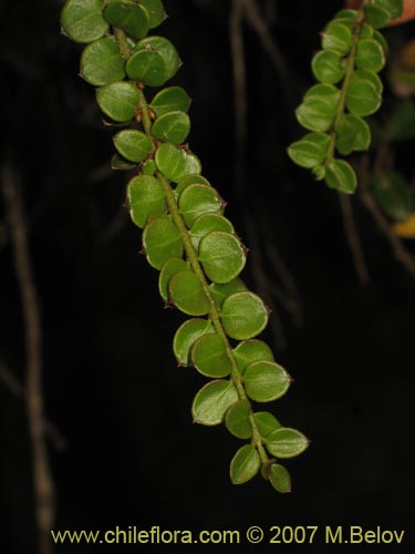 Antidaphne punctulataの写真