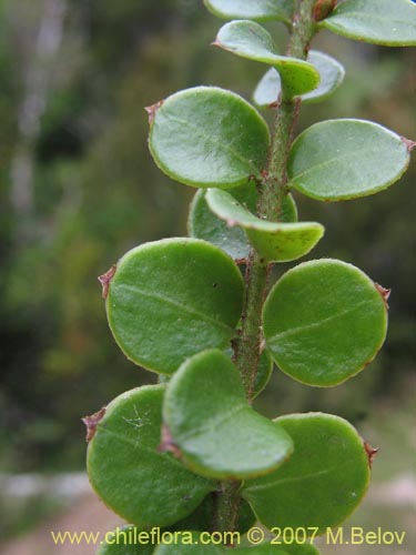 Antidaphne punctulataの写真