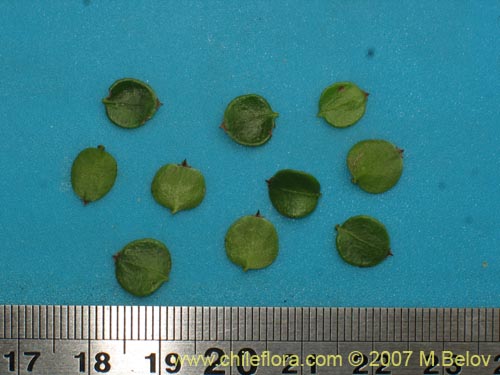 Image of Unidentified Plant sp. #1023 (). Click to enlarge parts of image.