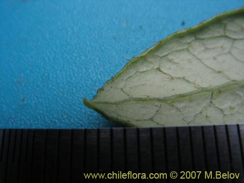 Gaultheria insana的照片