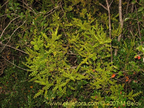 Bild von Antidaphne punctulata (). Klicken Sie, um den Ausschnitt zu vergrössern.