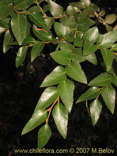 Bild von Nothofagus nitida (Coigüe de Chiloé). Klicken Sie, um den Ausschnitt zu vergrössern.