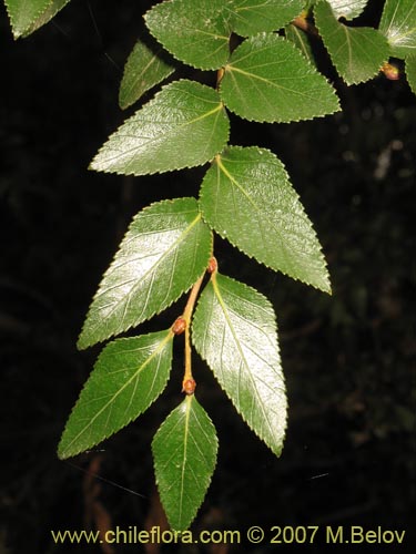 Image of Nothofagus nitida (Coige de Chilo). Click to enlarge parts of image.