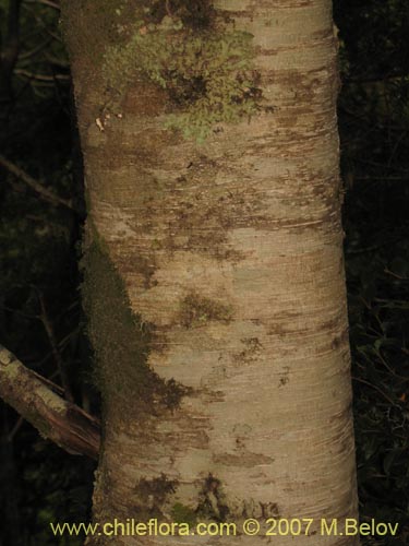 Bild von Nothofagus nitida (Coigüe de Chiloé). Klicken Sie, um den Ausschnitt zu vergrössern.