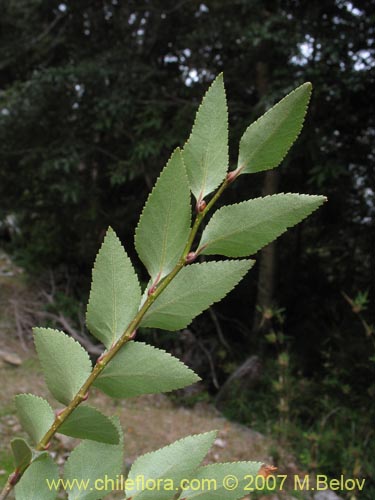 Bild von Nothofagus nitida (Coigüe de Chiloé). Klicken Sie, um den Ausschnitt zu vergrössern.