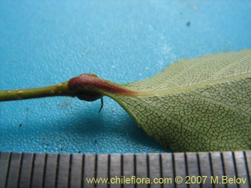 Bild von Nothofagus nitida (Coigüe de Chiloé). Klicken Sie, um den Ausschnitt zu vergrössern.