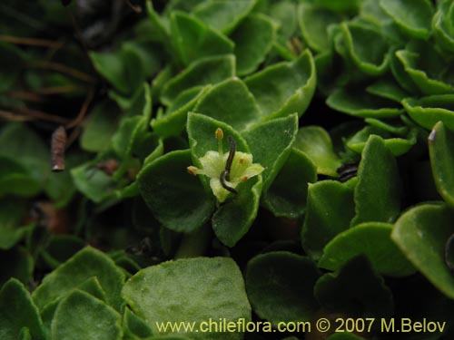 Imágen de Nertera granadensis (Rucachucao / Coralito / Quelligüenchucaou). Haga un clic para aumentar parte de imágen.