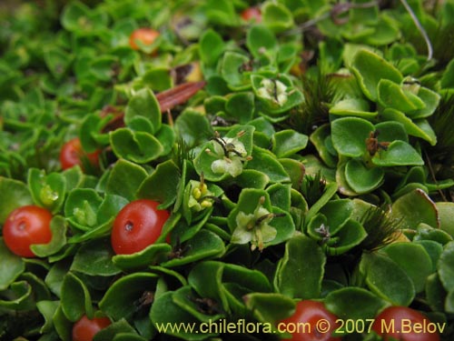 Imágen de Nertera granadensis (Rucachucao / Coralito / Quelligüenchucaou). Haga un clic para aumentar parte de imágen.