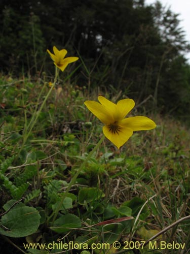 Image of Viola reichei (). Click to enlarge parts of image.