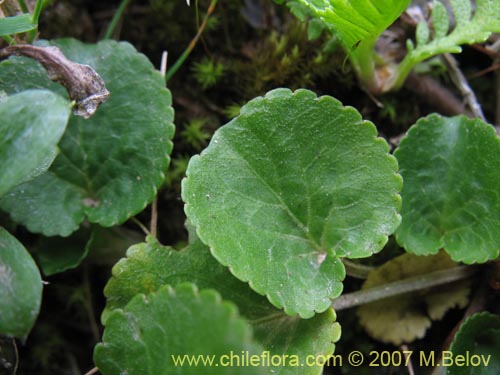 Image of Viola reichei (). Click to enlarge parts of image.