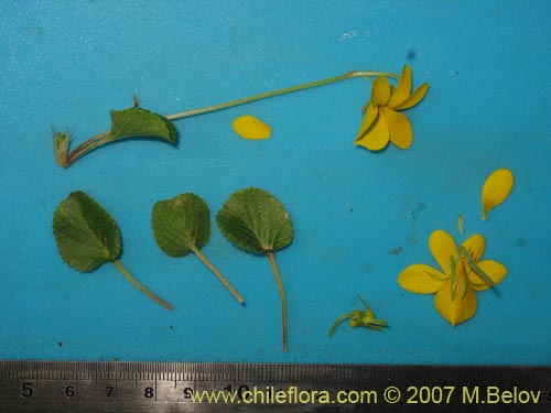 Image of Viola reichei (). Click to enlarge parts of image.