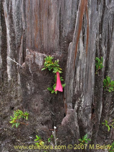 Imágen de Philesia magellanica (Coicopihue). Haga un clic para aumentar parte de imágen.