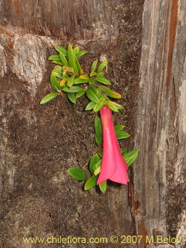 Imágen de Philesia magellanica (Coicopihue). Haga un clic para aumentar parte de imágen.